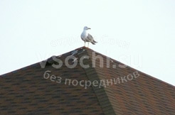 чайка на крыше
