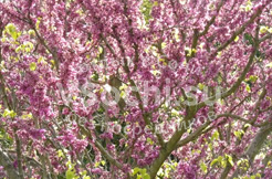 цветущая сакура в парке Южные культуры